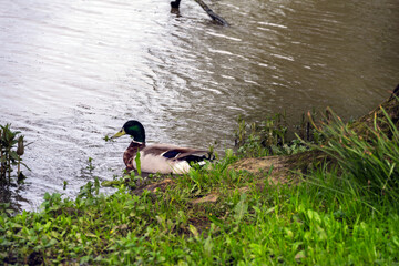 Male mallard duck on the shore of a lake in spring
