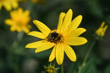 bee on yellow flower