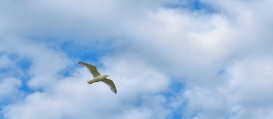 Seagull over Alaska