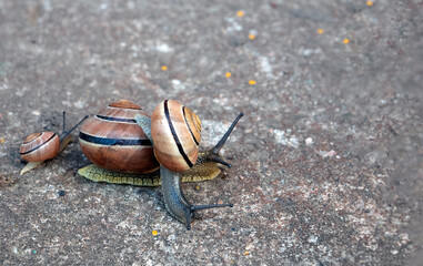 Family of snails on the ground. Concept of slowness, resilience, symbol of laziness