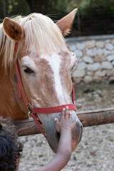 Titolo: gentle interaction between child and palomino horse at a stable