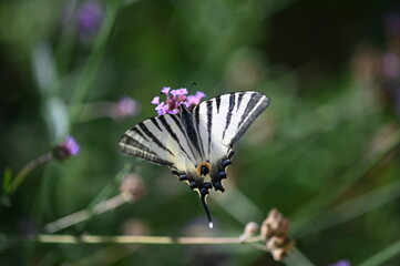 butterfly on flower