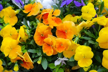 Fotobehang Beautiful pansy flowers in the garden © Bowonpat