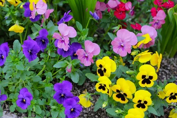 Foto op Canvas Beautiful pansy flowers in the garden © Bowonpat