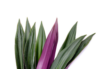 Boat-lily, Oyster Lily, Oyster Plant, White-flowered Tradescantia.