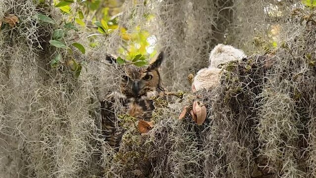 Great Horn Owl and baby surrounded with Spanish moss