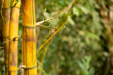 golden bamboo stalks standing tall in a lush forest