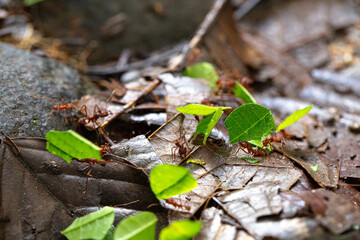 leafcutter ants at work on the forest floor carrying green leaves