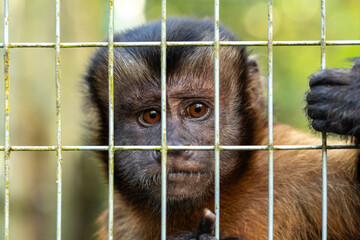 captive capuchin monkey gazing through a yellow cage - Powered by Adobe