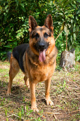 German shepherd portrait on leafy brown green background with tongue out