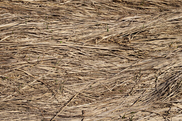 Texture of old dry grass lying on the ground