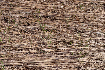 Background of old dry grass lying on the field, sprouted green grass