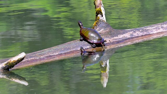 Painted Turtles climb up onto a log to sun themselves during a very warm day in early April.  Aqua-Terra Wilderness Atea is a park in Broome County NY.