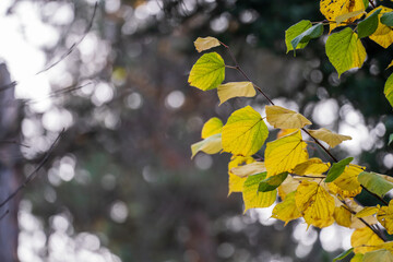 A branch of a tree with autumn leaves, beautiful natural picture
