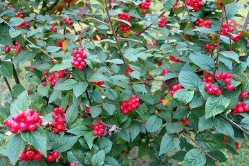 Cotoneaster wrinkled ( Cotoneaster bullata ) decorative evergreen shrub with red small fruits it bears fruit at the beginning of autumn - obrazy, fototapety, plakaty