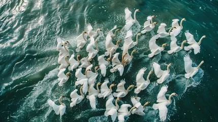 Fotobehang Aerial view of flock of swans © Jula Isaeva 