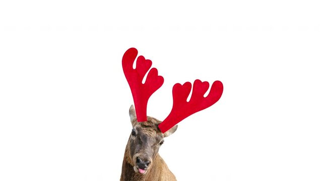 Animation of portrait of Funny Red deer with huge horns in Christmas reindeer antlers headband isolated on white background. Deer is new year symbol.