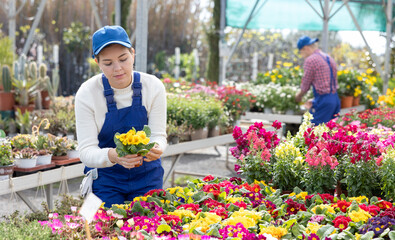Fototapeta na wymiar Young female employee of flower supermarket near shelf with primula, chooses pot with young plant to send order for customer