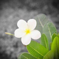 frangipani flower on wood background
