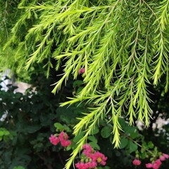 christmas tree in the forest