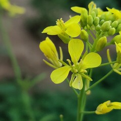 yellow flowers in the garden
