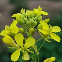 yellow flowers in the field of sarso