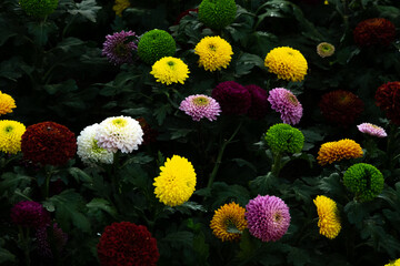 A bunch of flowers with different colors and sizes. The flowers are in a garden and are surrounded by green leaves. The flowers are arranged in a way that they are not overlapping each other