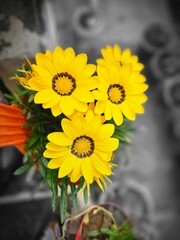 sunflower in a vase