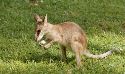 a close up view of a young joey kangaroo eating green grass