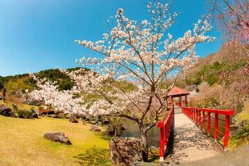 渓石園の桜