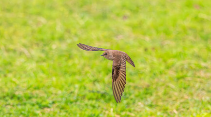 Closeup of a rough winged swallow in flight.