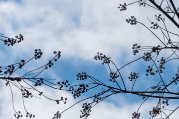 青空にナンキンハゼが描く模様
