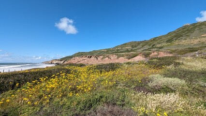 landscape with flowers