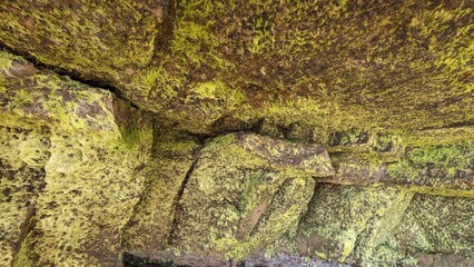 Green Algae at Tide Pools, Southern California
