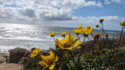 Golden Yarrows at Southern California hike