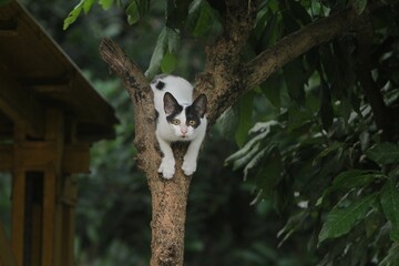 a kitten perched on a tree looking at the camera