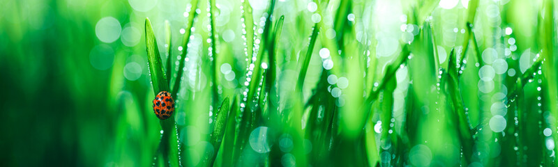 Fresh spring grass with morning dew drops and a single red ladybug or ladybird. Vibrant colors with shallow dof and shiny water droplets. Showing freshness of spring or other nature backgrounds. - 781681970