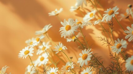 Delicate bouquet of chamomile and daisy flowers on such a background with warm tones generative ai