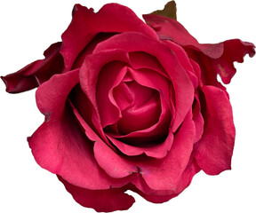 pink rose isolated png