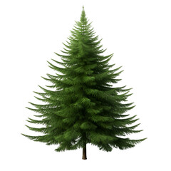 Fir Tree Isolated on White Background