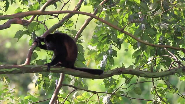 WHAT DOES A HOWLER MONKEY EAT visual data 2