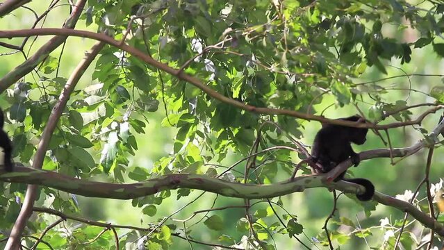 Howler monkey walking and eating leaves on a tree with very strong winds blowing.