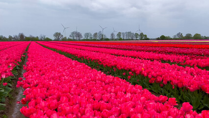 Colorful blooming tulip fields on a cloudy day in the Netherlands