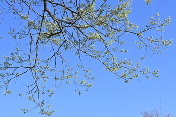 Quercus serrata young leaves. Fagaceae deciduous tree.