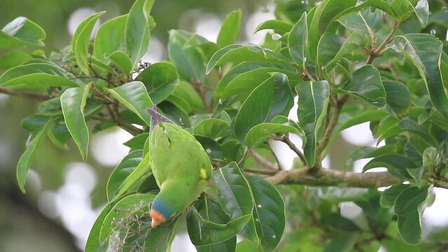 A green and yellow bird is perched on a tree branch