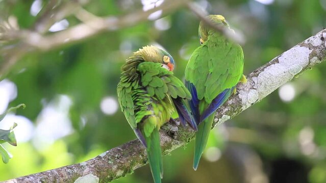 Two green parrots are perched on a branch. The birds are looking at each other