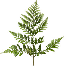 fern leaf isolated png © Amber