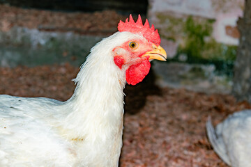closeup of white farm chicken with space for text