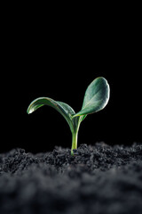 Fragile vegetable seedling with new green growth in dark earth. Symbolizing new life, nature, or other fresh beginnings.