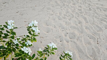 blooming vinca roseus by the sea, blooming flower on the beach, 
